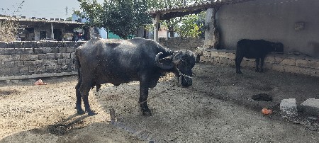 थंबनेल 2