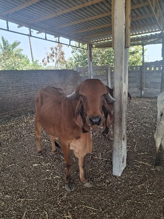 થંબનેલ 2