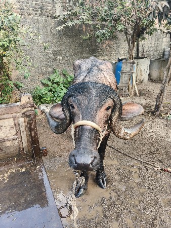 વેચવાની છે કીમત માટે કોલ કરો