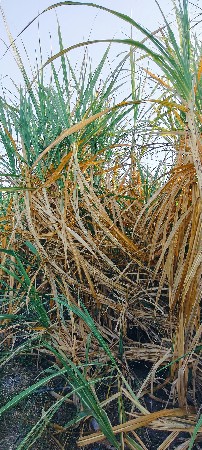 ૮૦૦૫  શેરડી નુ બિયારણ