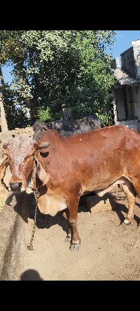 2 વેતર ગાય 1 મહિના ની કાચી