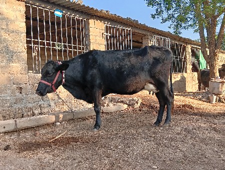 थंबनेल 3