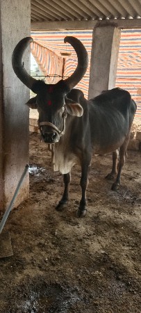 થંબનેલ 3