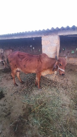 ગાય વેચવાની છે.
