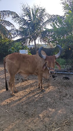 બળદ વેચવાના છે