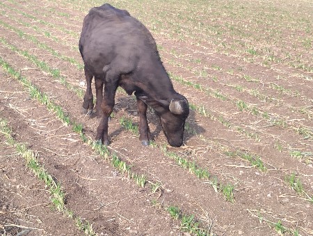 थंबनेल 2