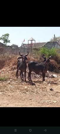 થંબનેલ 2