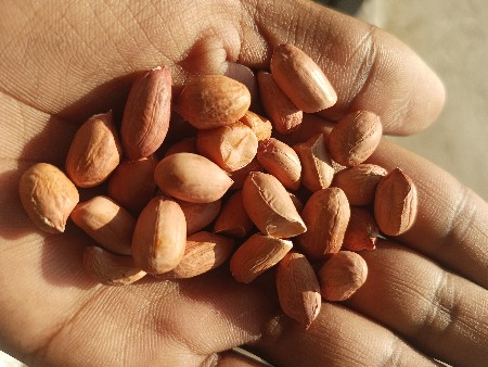 G-20 મગફળી