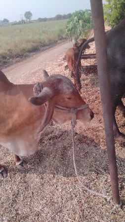 थंबनेल 2