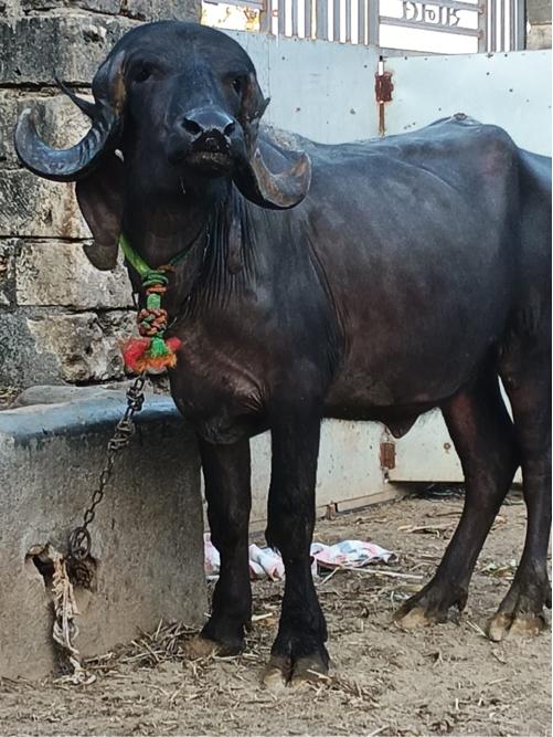 थंबनेल 2