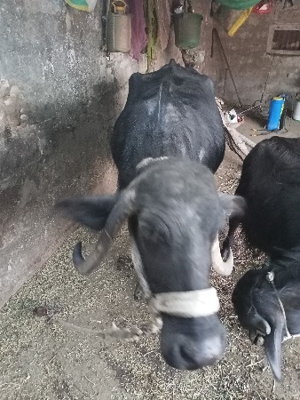 थंबनेल 3