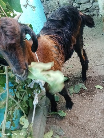 थंबनेल 3