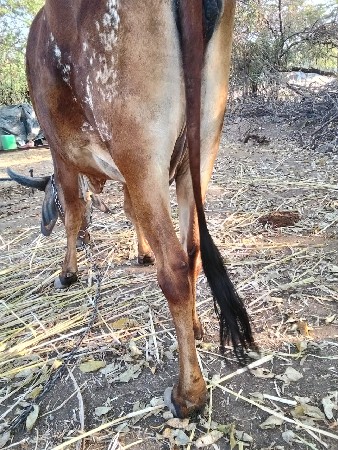 ગાય વેચવાની છે