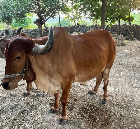 ડાબીયાળ બળદ વેચવાનો છે