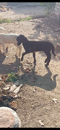 थंबनेल 3