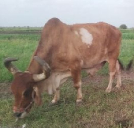 थंबनेल 2