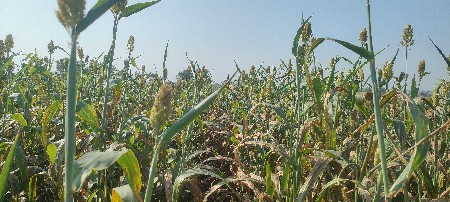 જુવારનું લીલું વેચવાનું છે