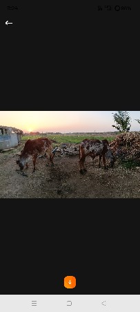 थंबनेल 3