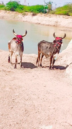 થંબનેલ 3