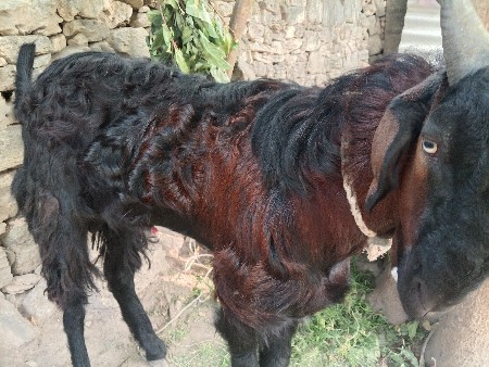 થંબનેલ 3