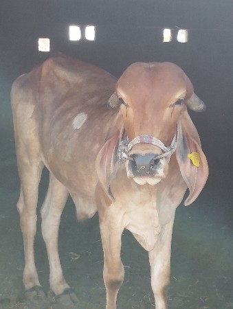 ઞોઢલા વેચવા ના છે