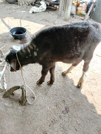 थंबनेल 3