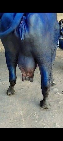 थंबनेल 2