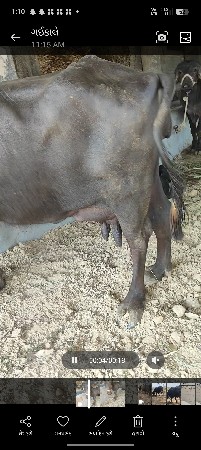 3.....દીવસની વીયાણલ ષે