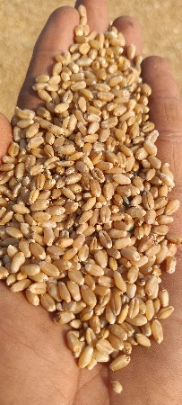 ઘઉં લાલ ટુકડી વેચવા ના છે