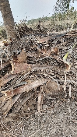 નારિયેળી ના સૂકા તાલા