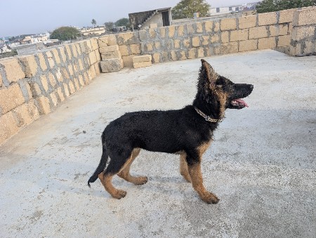 4.5 months jarmam sefard female