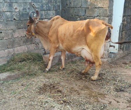 ગાય વેચવાની છે