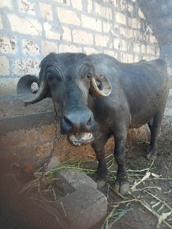 થંબનેલ 3