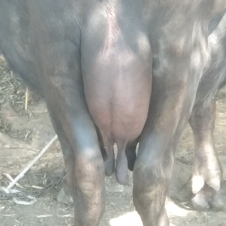 ભેંસ વેચવાની છે ત્રીજું વેતર