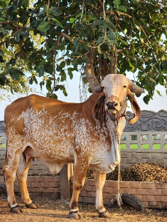 પેલીયાત ગાય
નિતીનભાઈ-7600566751