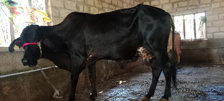 ગાય વેચવાની છે ગીર ક્રોસ