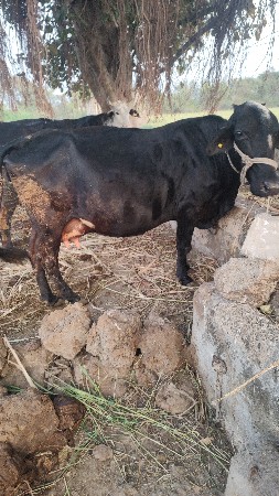 ગાય વેસવાની છે