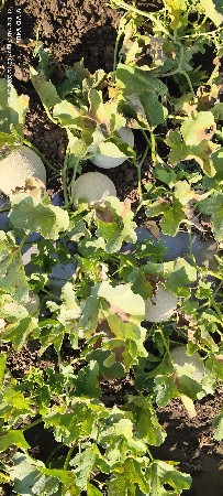 ટેટી વેચવા ની છે 6 વિધાની પ્રણવ