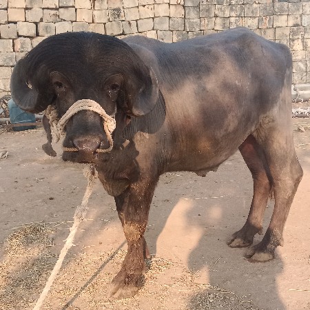 બેદાતે પાડો છે