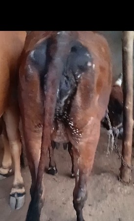 ગાય.  વેચવાનીછે