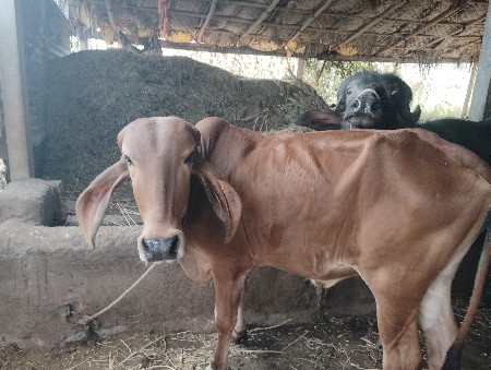 વાછડી વેચવાની છે