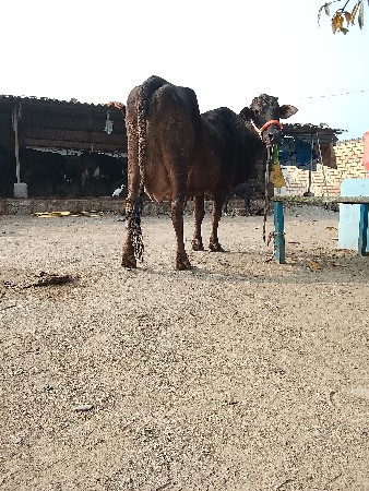 थंबनेल 6