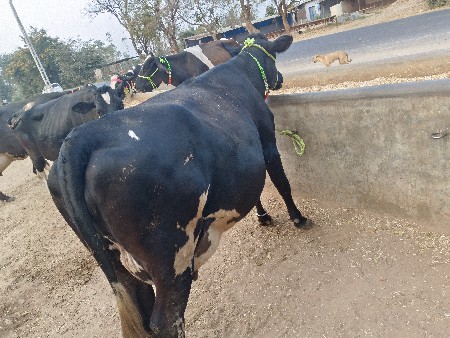 થંબનેલ 2