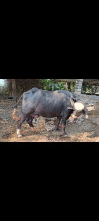 ભેંશ વેચવાની છે