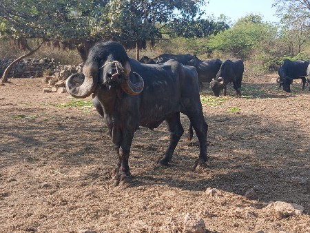 પાડો વેચવાનો છે