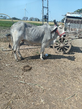 थंबनेल 2