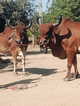 થંબનેલ 2