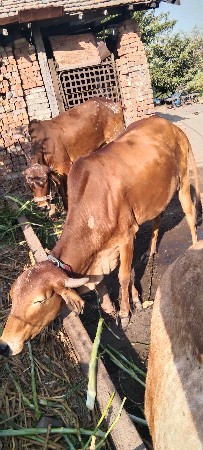 थंबनेल 2