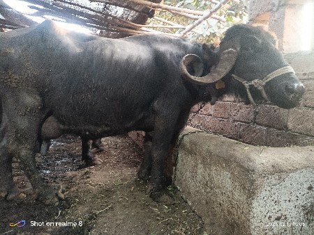 ભેંસ વેચવાની છે ત્રીજુ વેતર છે