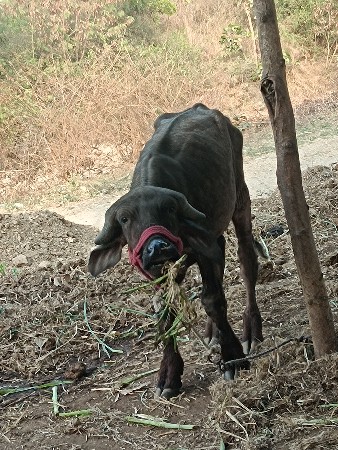 પાડો વેચવાનો છે 13 મહિનાનો છે